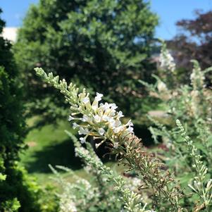 Vanilla Treat™ Butterfly Bush