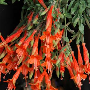 Diamondback Epilobium