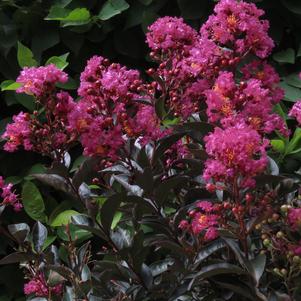 Enduring ™ Pink Crapemyrtle