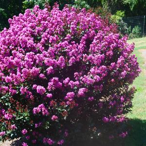 Enduring ™ Lavender Crapemyrtle