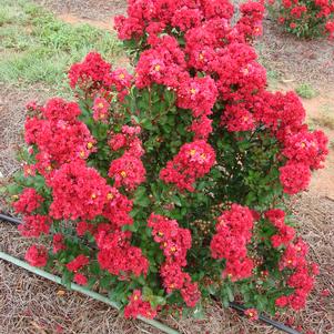 Enduring ™ Red Crapemyrtle