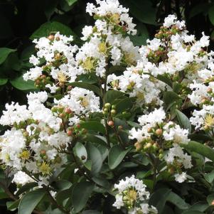 Enduring ™ White Crapemyrtle