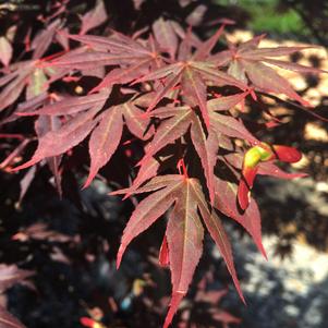 Dragon Tears™ Japanese Maple