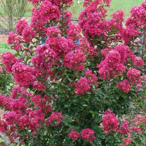 Enduring ™ Fuchsia Crapemyrtle