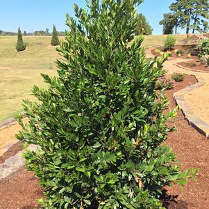 Everbrite™ Cherry Laurel