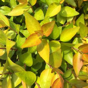 Twist of Lemon™ Abelia