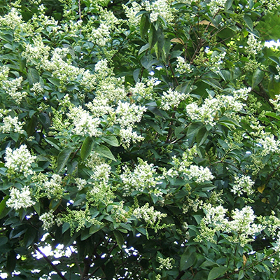 Nantucket Privet