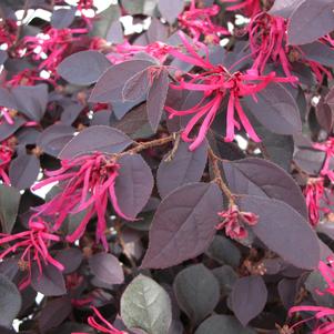 Cherry Blast Loropetalum