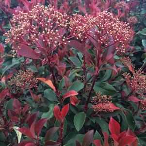 Red Fury™ Photinia