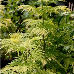 Morden Golden Glow Elderberry