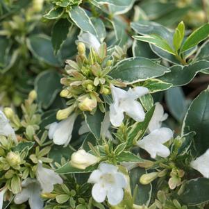 Twist of Vanilla™ Abelia