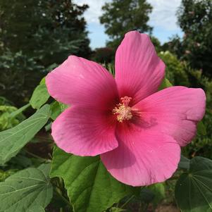 Big Hit™ Pink Hardy Hibiscus