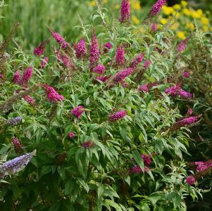 CranRazz™ Butterfly Bush