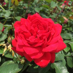 The Grand Champion™ Red Rose
