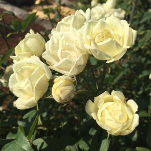 The Champion™ Ivory Rose