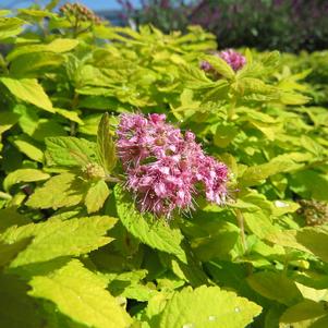 Golden Kupcake™ Spirea