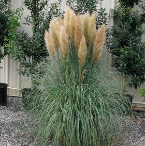 Blue Bayou Pampas Grass