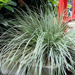 Evercolor® Everest Carex