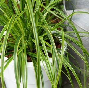 Evercolor® Everlime Carex