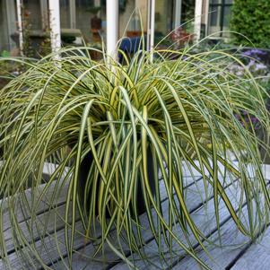 Evercolor® Everoro Carex