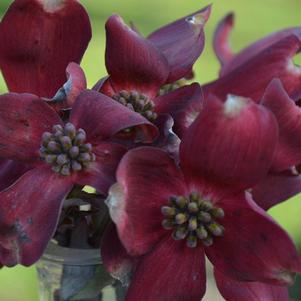 Ragin' Red™ Dogwood