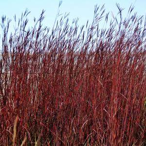 Red October Big Bluestem