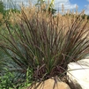 Blackhawks Big Bluestem