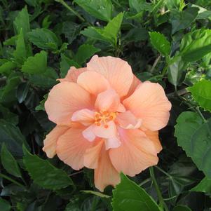 Tangerine Dream™ Hibiscus