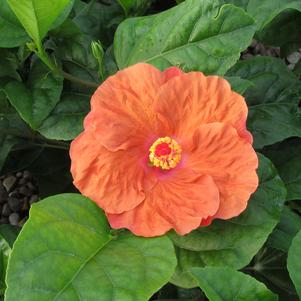 Orange Seduction Hibiscus