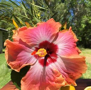 Rumrunner Hibiscus