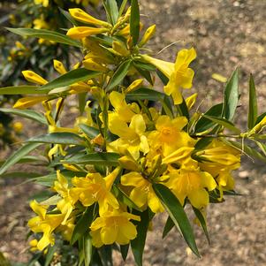 Sunseeker™ Carolina Jessamine