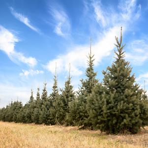 Skinny Blue Genes™ Black Hills Spruce