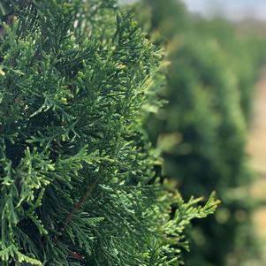 Slender Giant™ Arborvitae