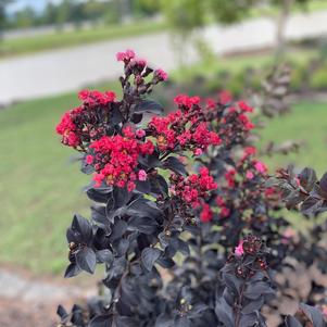 Thunderstruck™ Ruby Crapemyrtle