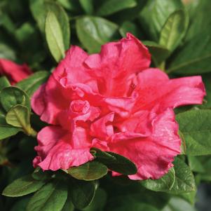 Rhododendron “Rosebud”; Gable hybrid Azalea “Rosebud”