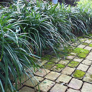 Crystal Falls® Mondo Grass