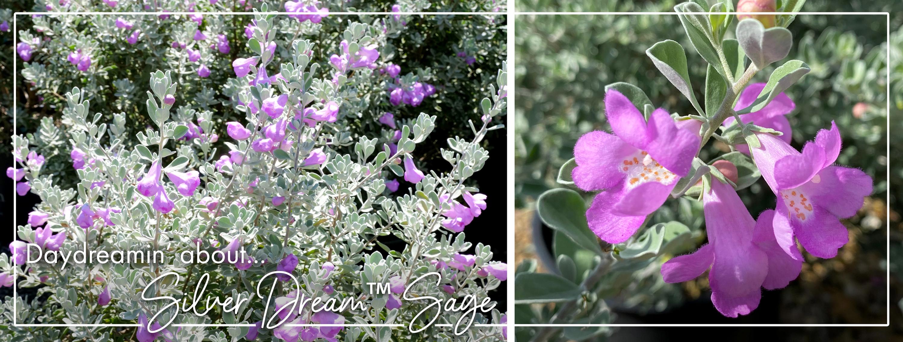 Silver Dream Sage