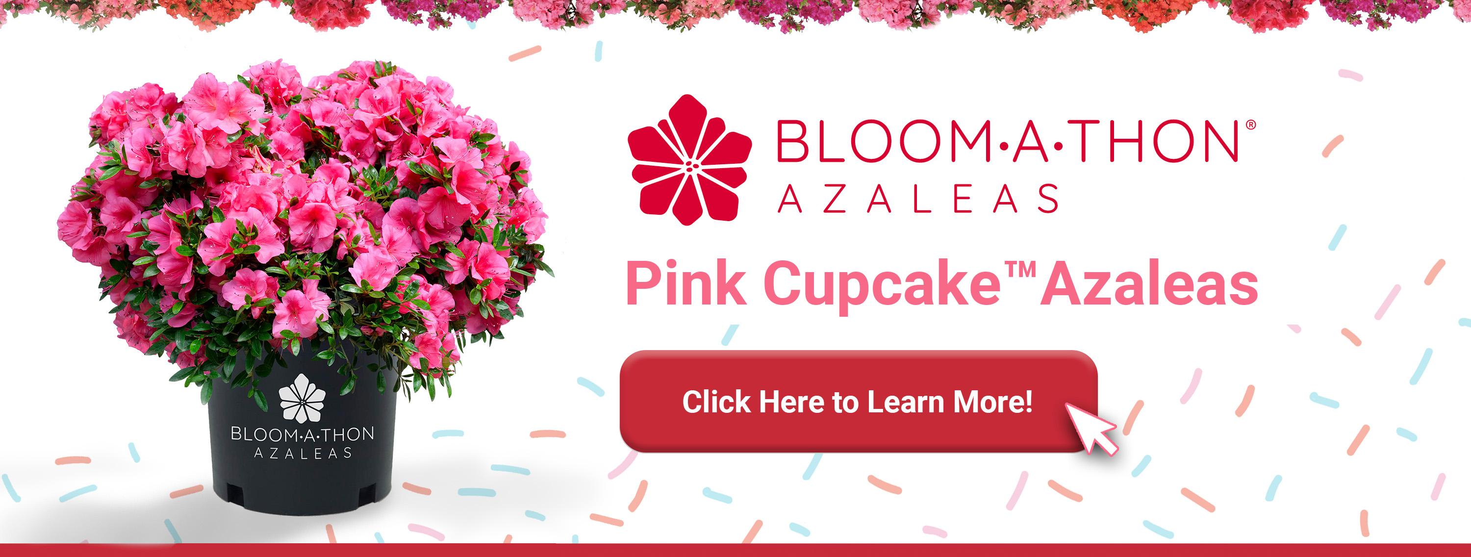 Pink Cupcake Azalea surrounded by sweet sprinkles.