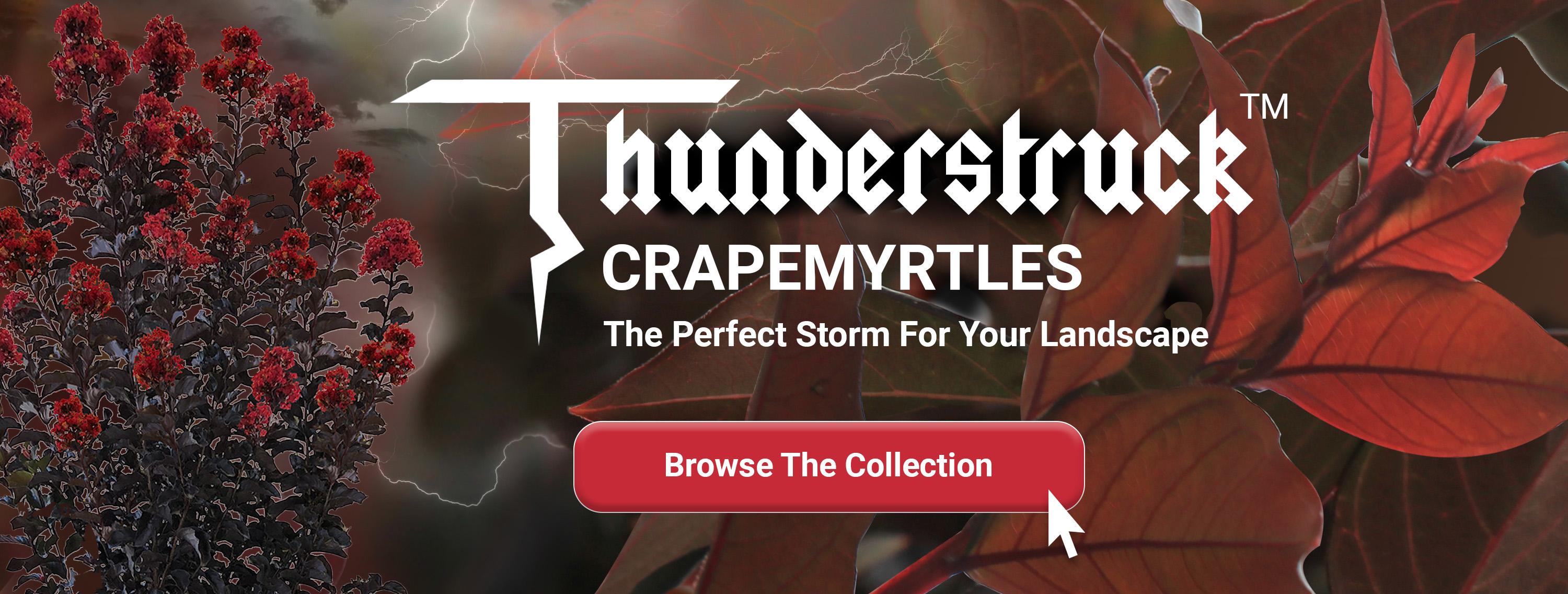 Thunderstruck Crapemyrtle close up and structure photos with lightning texture background.