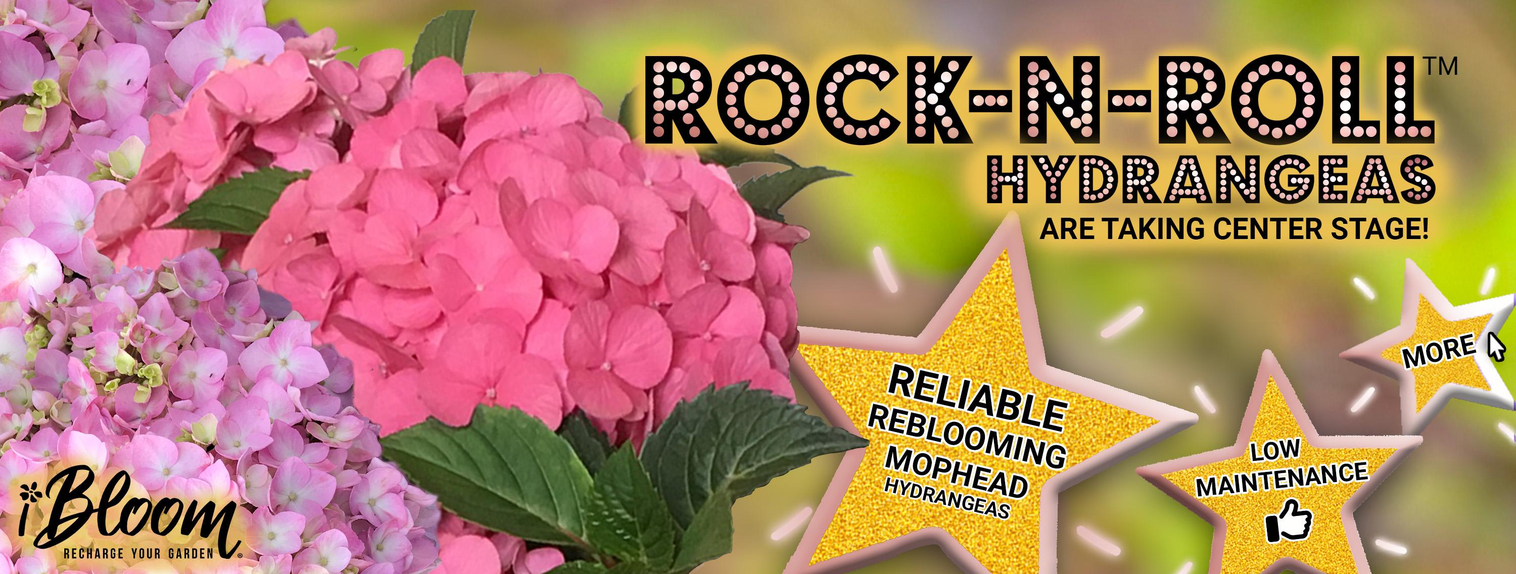 Close up of pink, Rock-N-Roll Hydrangea with call out facts.