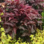Glowing Red Hot Embers™ Ardisia Delivers Year-Round Color