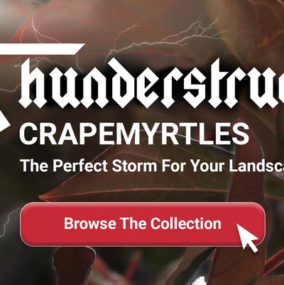 5 - Thunderstruck Crapemyrtle