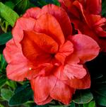 ReBLOOM™ Azaleas Deliver Color in Three Seasons