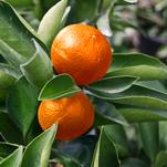 Orange Frost™ Hardy Satsuma; Citrus for the Home Garden