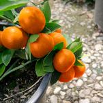 Bumper Satsuma Heavily Loaded with Orange Fruits