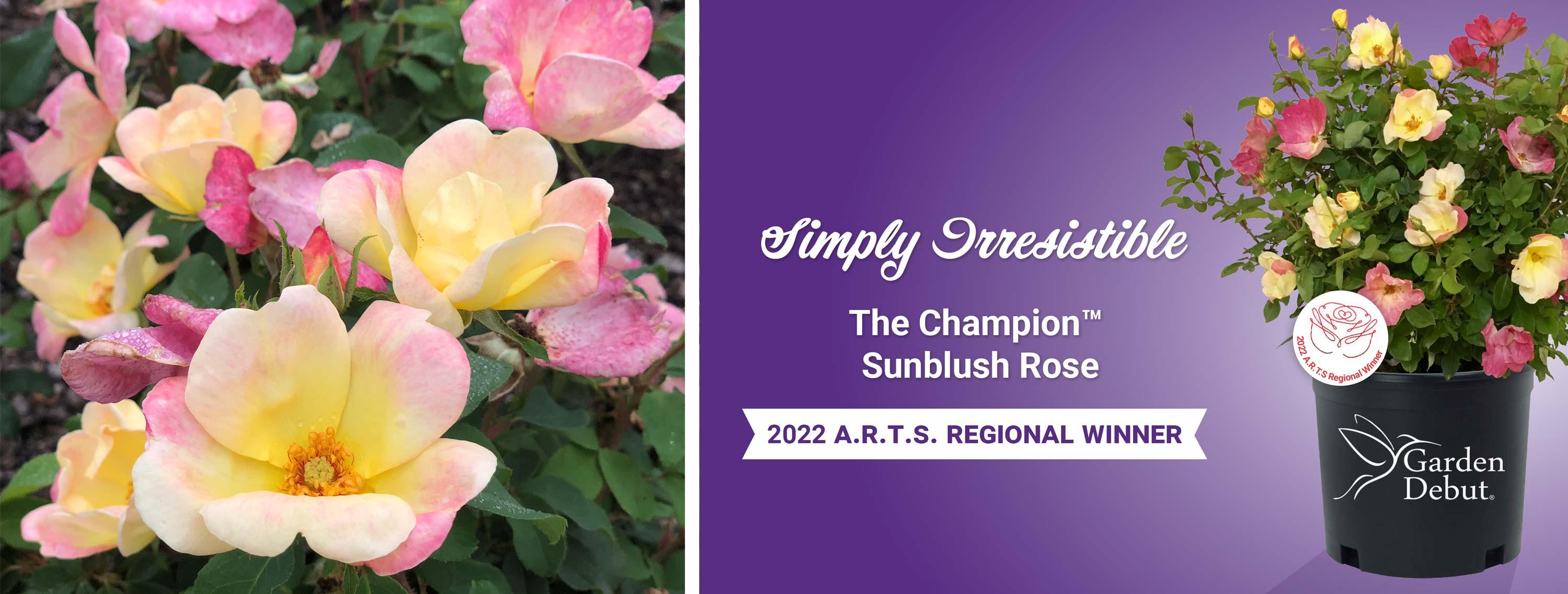 The Champion Sunblush Rose.