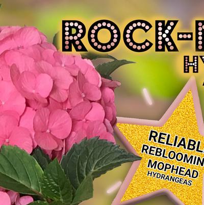 7 - Rock-N-Roll Hydrangea