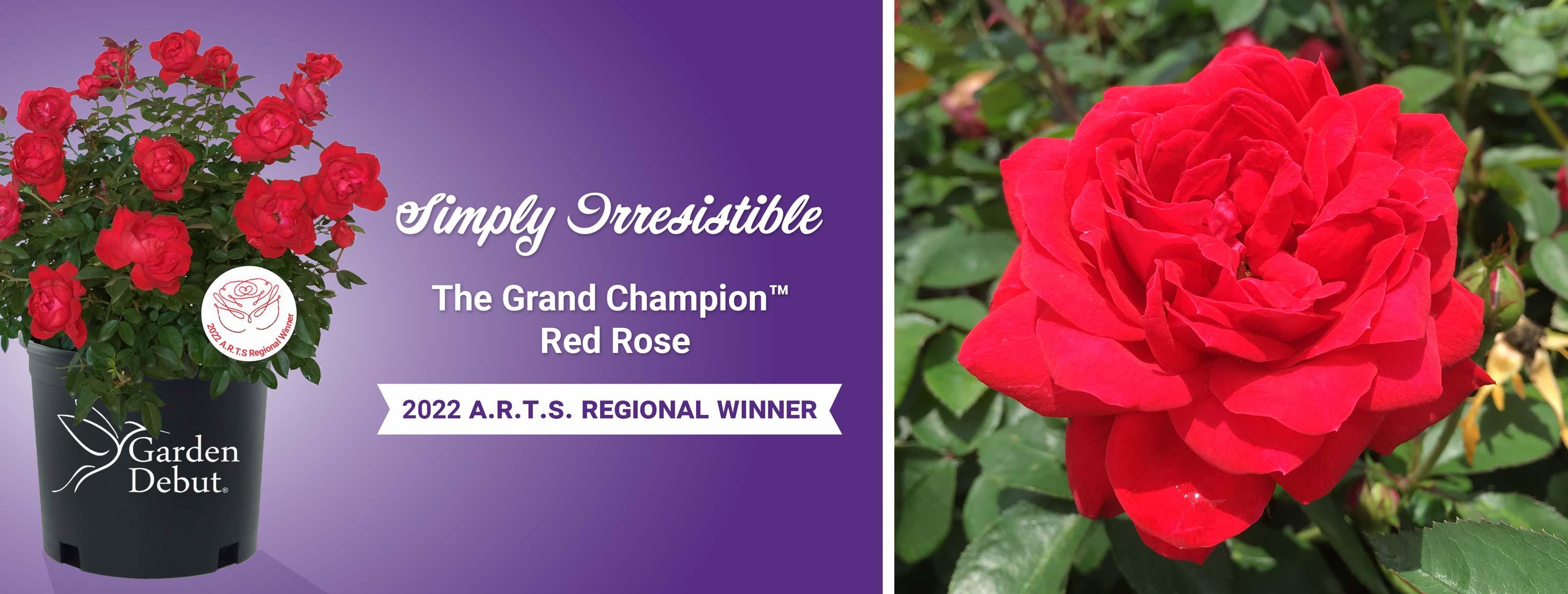 The Grand Champion Red Rose.