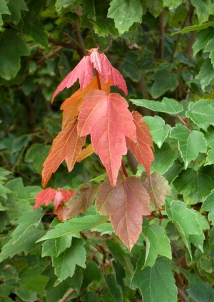 Summer Red® Maple Acer