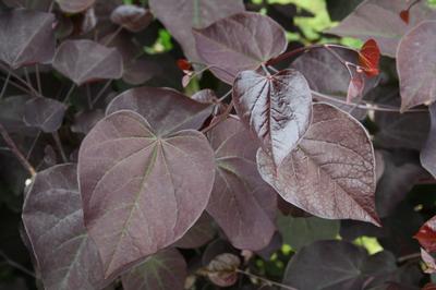 Burgundy Hearts® Redbud Cercis